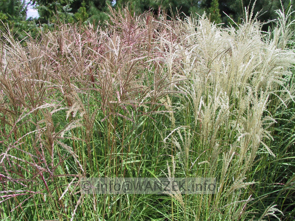 Miscanthus sinensis FernerOsten+Kleine Fontaene 2.jpeg